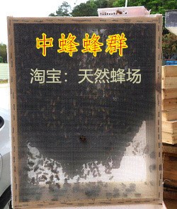 Wang Fengqun Bee Bumblebee Chinese bee colony Bee Swarm Chinese bee population Living in the wildin the Pet/Pet food and supplies , Other pets , Other pets category - from Buy2taobao.com to provide professional Taobao agent buy service