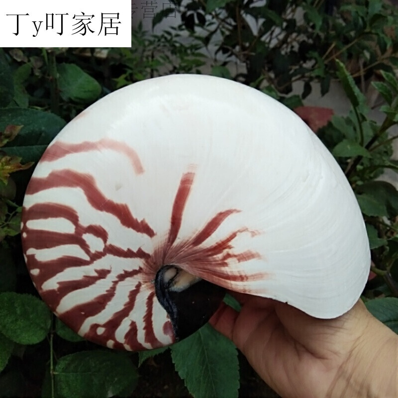 家居天然海螺贝壳四大名螺家居收藏摆件橱窗装饰拍摄道具装饰摆件在类目 模玩/动漫/周边/cos/桌游, Cosplay服饰/道具/服务, COSPLAY配件/道具/人偶服中 - 来自Buy2taobao.com提供专业的淘宝代购服务