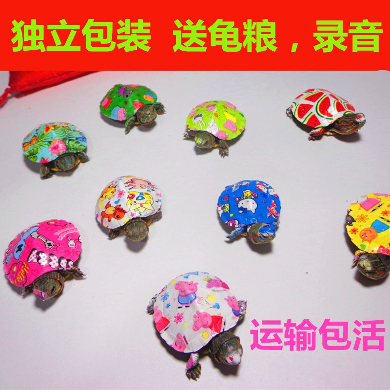 网红彩色巴西龟龟苗活体宠物龟七彩龟彩色乌龟活体彩绘炫彩小乌龟在类目 宠物/宠物食品及用品, 水族世界, 龟/鳖中 - 来自Buy2taobao.com提供专业的淘宝代购服务
