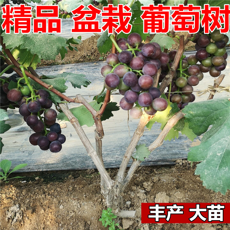 四川雅安基地直销葡萄树苗红提苗黑提巨峰葡萄苗良种美人指嫁接苗在类目 鲜花速递/花卉仿真/绿植园艺, 花园植物/行道树/果树, 果树中 - 来自Buy2taobao.com提供专业的淘宝代购服务