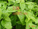taobao english 16675056490