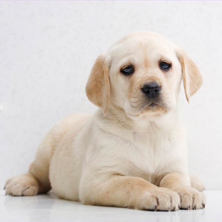 纯种拉布拉多犬幼犬阿拉斯加哈士奇金毛大型活物体家养二哈宠物狗|ruв категории животное/Животное питание и принадлежностей, Пэт жизнь услуг, подготовки, Пэт - от Buy2taobao.com для оказания профессиональной услуги покупки агента Taobao