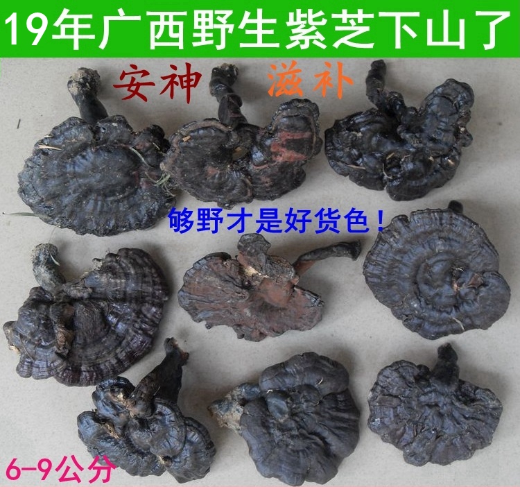 19 Guangxi Mountains Wild Lingzhi Wild Rosie Nourishing the nerves 6-9CM500 gramin the Traditional nourishing food , Ganoderma , Pruning Ganoderma category - from Buy2taobao.com to provide professional Taobao agent buy service
