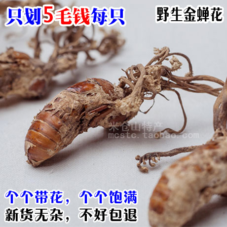 新貨野生金蟬花100g米倉山金蟬花知了花粉可泡金蟬花酒金蟬草包郵在類目 傳統滋補營養品, 其他傳統滋補品, 金蟬花中 - 來自Buy2taobao.com提供專業的淘寶代購服務