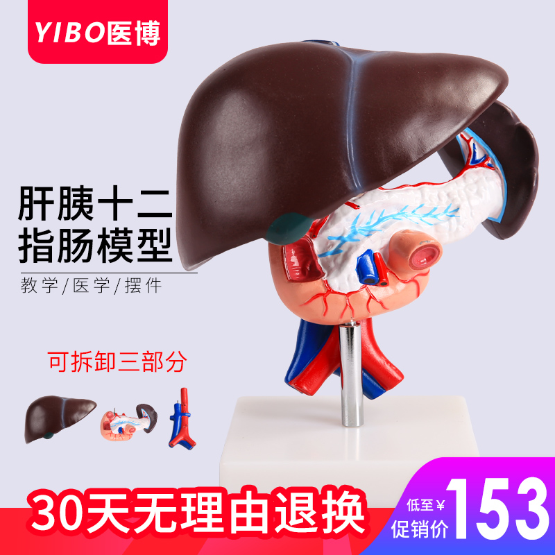 肝脏模型肝脏教具 医学用肝解刨模型 胰 脾 十二指肠胰腺结构模型|msdalam kategori Toy/bayi/teka-teki/blok bangunan/model, model statik, mainan model lain - dari Buy2taobao.com untuk memberikan perkhidmatan ejen Taobao profesional membeli