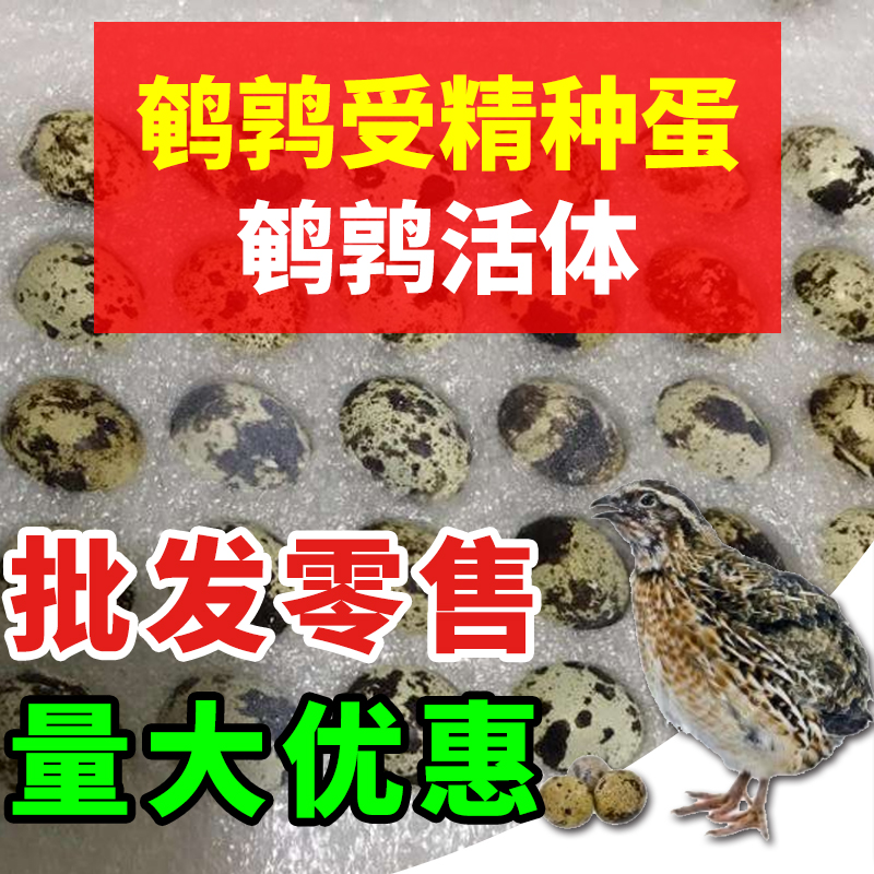抖音鹌鹑受精种蛋白羽种蛋 鹌鹑活体 宠物鹌鹑宠物鹌鹑种蛋在类目 宠物/宠物食品及用品, 鸟类及用品, 鸟中 - 来自Buy2taobao.com提供专业的淘宝代购服务