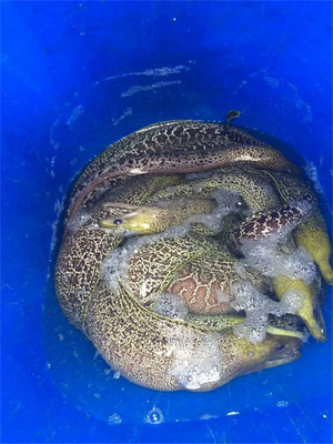 鲜活野生石鳗500g 活冻活沙鳗虎鳗 东山黑鳗鱼金钱鳗鳝鱼海捕活体