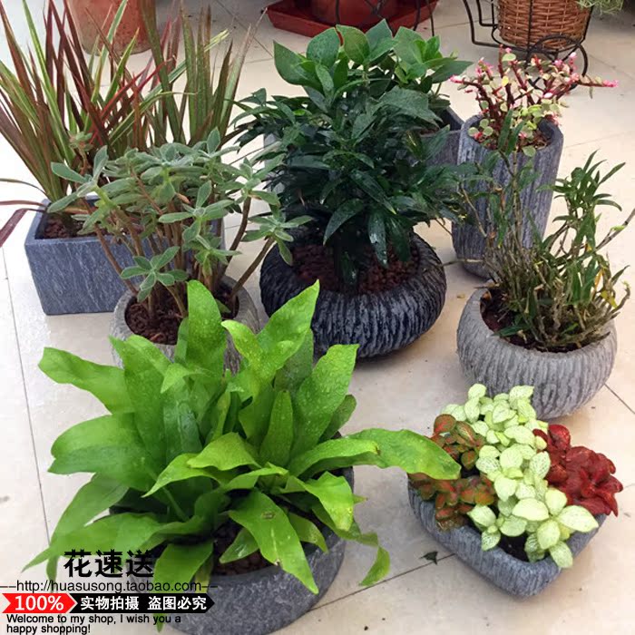 办公室客厅桌面盆栽盆景开花多肉植物水泥盆栽好北欧简约风格合肥在类目 鲜花速递/花卉仿真/绿植园艺, 花卉/绿植盆栽(新), 绿植中 - 来自Buy2taobao.com提供专业的淘宝代购服务
