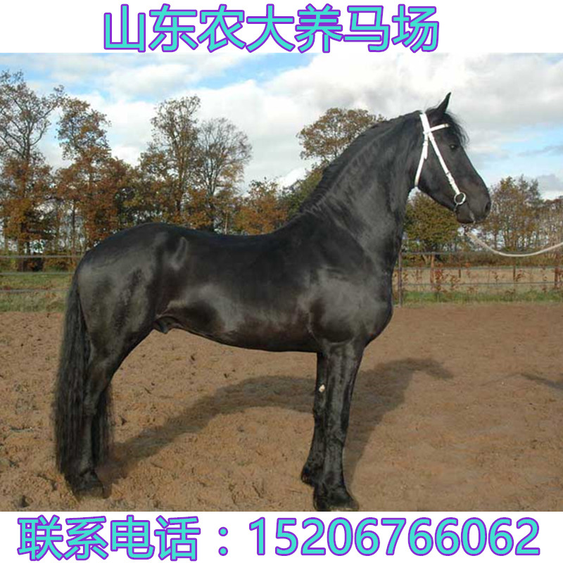 马活体活马出售幼马蒙古马真马骑乘马匹多少钱宠物小矮马活体大型在类目 宠物/宠物食品及用品, 马类及其用品, 马中 - 来自Buy2taobao.com提供专业的淘宝代购服务