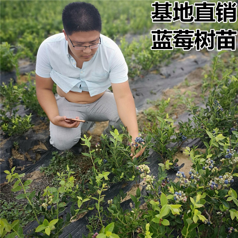 果樹苗四季草莓苗庭院陽台種植地栽盆栽藍莓南方北方品種當年結果在類目 鮮花速遞/花卉仿真/綠植園藝, 花園植物/行道樹/果樹, 果樹中 - 來自Buy2taobao.com提供專業的淘寶代購服務