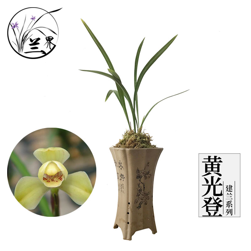 兰花 建兰 黄光登 四季兰 建兰八大品 兰花苗 绿植好养易活室内|msdalam kategori penghantaran bunga/bunga simulasi/tumbuhan berkebun, bunga/Tumbuh-tumbuhan tumbuh-tumbuhan pasu (baru), bunga - dari Buy2taobao.com untuk memberikan perkhidmatan ejen Taobao profesional membeli