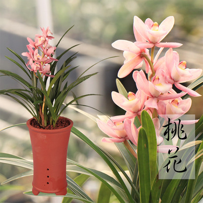 兰花 桃花【新品促销】 建兰四季兰好养绿植盆栽花卉室内