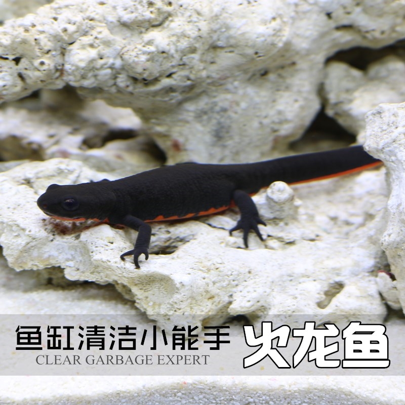 青道夫鱼夫鱼青道夫鱼冷水清道夫鱼工具鱼清洁鱼缸娃娃鱼蝾螈锦鲤在类目 宠物/宠物食品及用品, 水族世界, 鱼中 - 来自Buy2taobao.com提供专业的淘宝代购服务