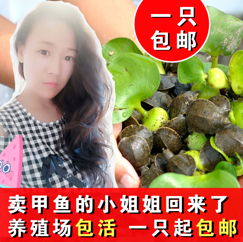 外塘小甲鱼苗水鱼王八中华黄河台湾鳖外塘养殖龙鱼活体饲料免邮|msdalam kategori haiwan peliharaan/makanan haiwan dan bekalan, Aquarium World, penyu/penyu - dari Buy2taobao.com untuk memberikan perkhidmatan ejen Taobao profesional membeli