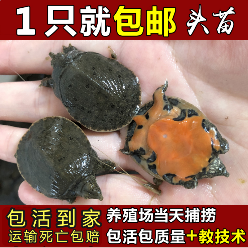 外塘新款小甲鱼水鱼苗王八苗脚鱼苗鳖苗活体包邮免邮|ruв категории животное/Животное питание и принадлежностей, аквариум мира, черепаха/черепаха - от Buy2taobao.com для оказания профессиональной услуги покупки агента Taobao