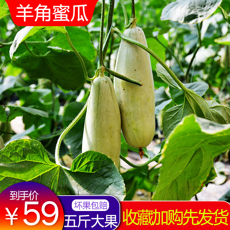 羊角蜜拍5件发5斤新鲜包邮现摘应季脆甜香瓜孕妈水果羊角蜜甜香瓜|ruв категории водной мясо/свежие фрукты и овощи/еда, свежие фрукты, другие - от Buy2taobao.com для оказания профессиональной услуги покупки агента Taobao