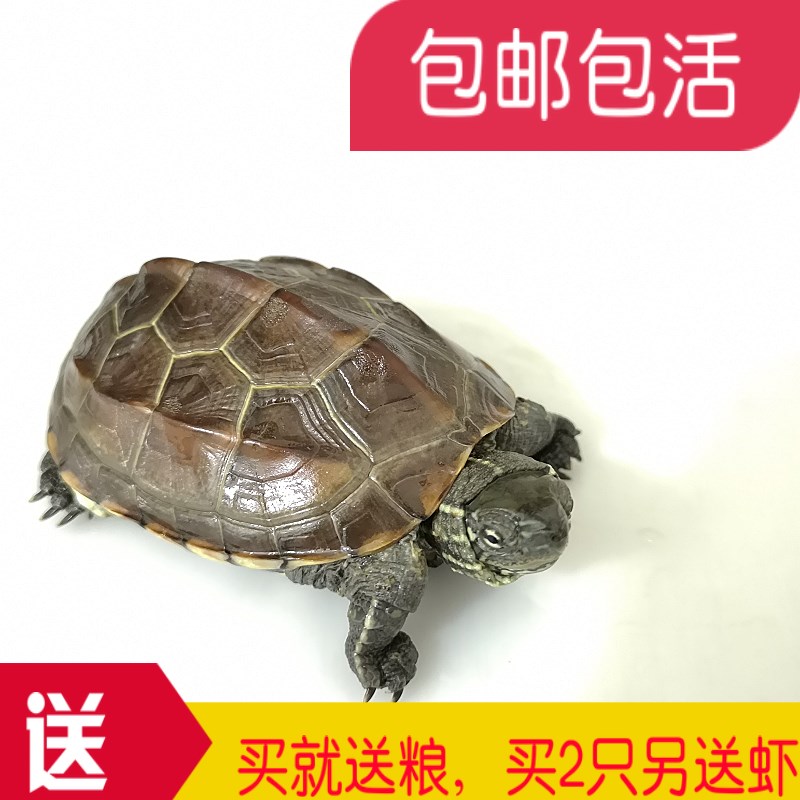 Turtles live China Tortoise Tortoise Turtle Watch Terrapins Gold turtle Pet turtle Living creaturesin the Pet/Pet food and supplies , Aqua World , Turtle/Turtle category - from Buy2taobao.com to provide professional Taobao agent buy service