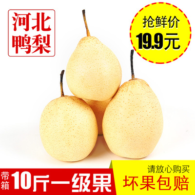 河北鸭梨新鲜10斤现发水果白梨子带箱雪梨水晶皇冠梨现季特级香梨