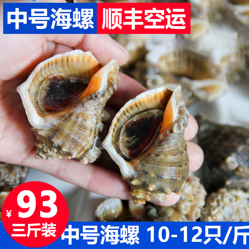 大连大海螺鲜活包邮3斤装新鲜海鲜水产贝类香螺超大生猛海鲜|msdalam kategori daging perikanan/Buah-buahan segar dan sayur-sayuran/dimasak, makanan laut/produk akuatik/produk, kerang, produk kerang - dari Buy2taobao.com untuk memberikan perkhidmatan ejen Taobao profesional membeli