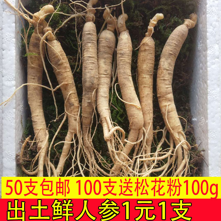 Fresh ginseng 7g about Northeast Changbai Jilin fresh ginseng Wild ginseng Special Offerin the Traditional nourishing food , Ginseng tonic , Ginseng/Garden ginseng category - from Buy2taobao.com to provide professional Taobao agent buy service