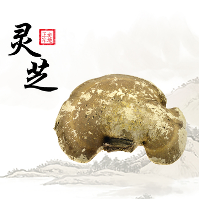 西藏野生灵芝 藏区野生灵芝 白灵芝 藏灵芝 传统滋补