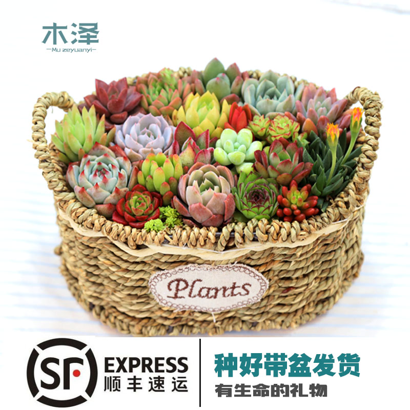 gardening originality Succulent plants combination Potted plant Package Soil types flowers and plants gift Shunfengin the Flower delivery/Flowers simulation/Plants gardening , Flowers/Potted plants (New) , Succulents category - from Buy2taobao.com to provide professional Taobao agent buy service