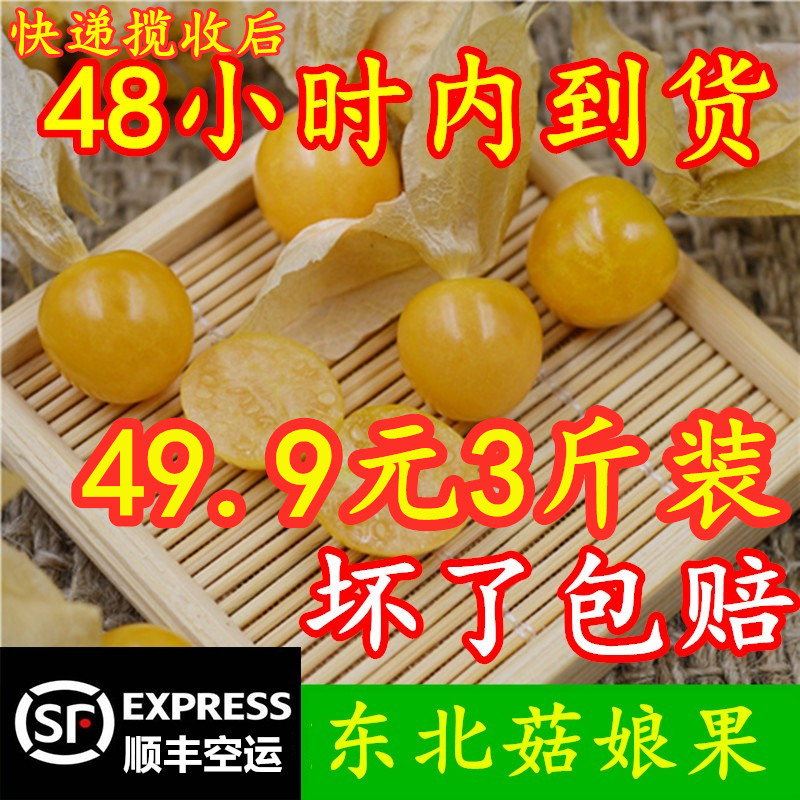 19年现摘新鲜黄姑娘果 顺丰空运水果东北特产菇娘果灯笼果1件包邮|msdalam kategori daging perikanan/Buah-buahan segar dan sayur-sayuran/dimasak, buah-buahan segar, lain - dari Buy2taobao.com untuk memberikan perkhidmatan ejen Taobao profesional membeli