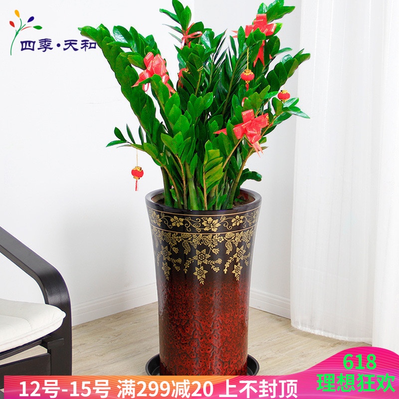 开业招财空气钱串树植物吸甲醛盆栽 北京花卉卧室客厅办公桌绿植在类目 鲜花速递/花卉仿真/绿植园艺, 花卉/绿植盆栽(新), 绿植中 - 来自Buy2taobao.com提供专业的淘宝代购服务