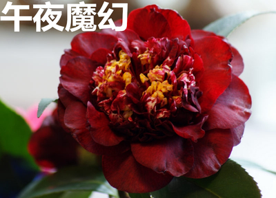 怒推精品茶花午夜魔幻 黑红色 盆栽山茶花苗午夜魔术绿植茶梅花苗