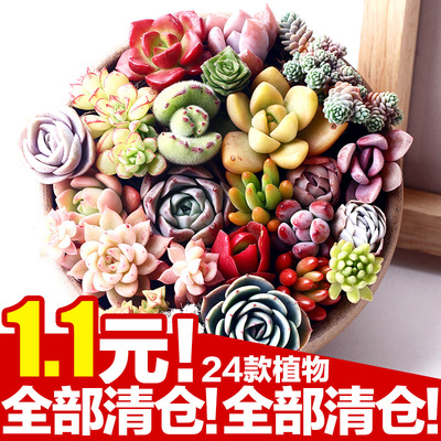 多肉植物组合盆栽多肉 室内阳台绿植生石花萌肉肉防辐射炮弹园艺