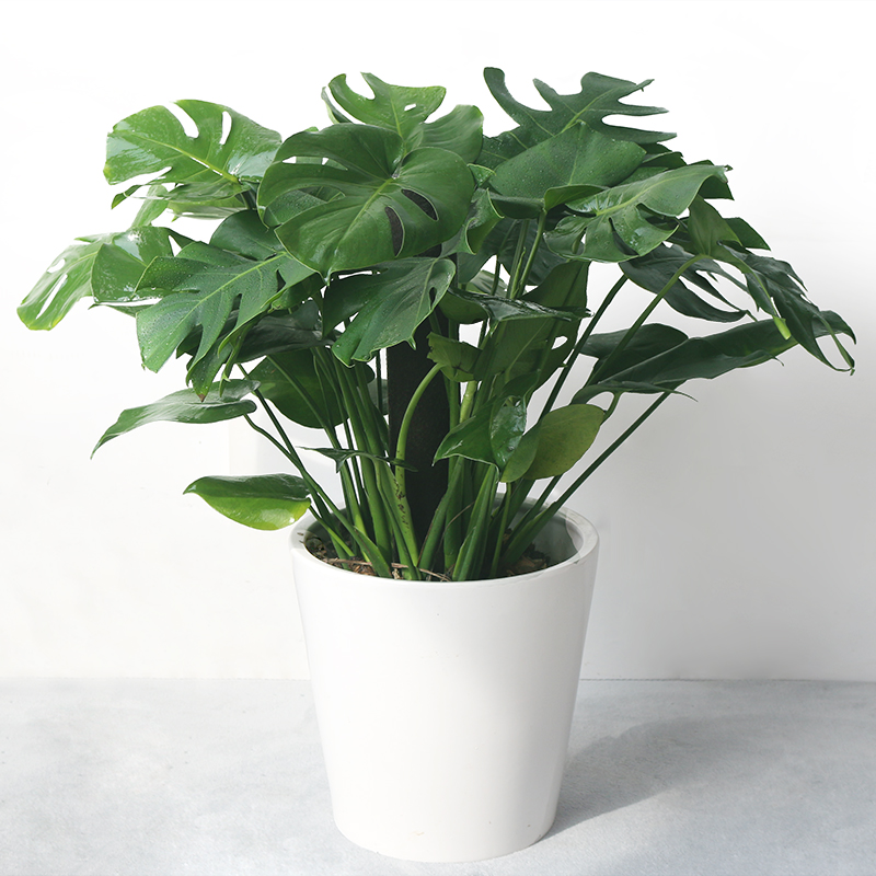大型绿植龟背竹大盆栽客厅大叶植物吸甲醛净化空气可水培北欧风格在类目 鲜花速递/花卉仿真/绿植园艺, 花卉/绿植盆栽(新), 大型绿植/成品组合盆栽中 - 来自Buy2taobao.com提供专业的淘宝代购服务