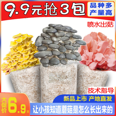 蘑菇菌包食用菌菌棒平菇菌种室内菌菇阳台家庭四季种植包盆栽多肉