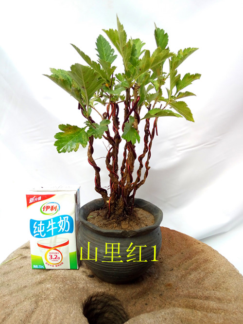 Hawthorn bonsai Wild Hawthorn Shan Lihong knot bonsai Down miniature Potted plant Lobular Hawthorn bonsaiin the Flower delivery/Flowers simulation/Plants gardening , Creative mini-plant category - from Buy2taobao.com to provide professional Taobao agent buy service