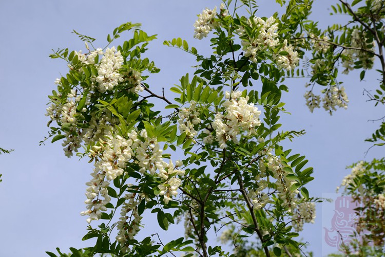 【小千山珍】蜂蜜礼盒装椴树蜜槐花蜜各一瓶共2斤在类目 传统滋补营养品, 蜂蜜中 - 来自Buy2taobao.com提供专业的淘宝代购服务