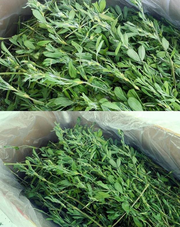 苜蓿草包邮 2018年首季Q24垂耳兔草牧草荷兰猪草干草龙猫干草|msdalam kategori haiwan peliharaan/makanan haiwan dan bekalan, Arnab dan bekalan, Bunny rumput kering - dari Buy2taobao.com untuk memberikan perkhidmatan ejen Taobao profesional membeli