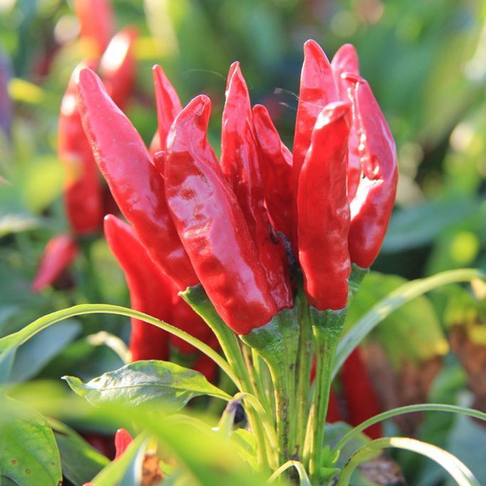 貴州小米椒80克 産地好貨幹紅朝天特辣海椒川菜火鍋調味香料推薦在類目 糧油米麪/南北乾貨/調味品, 調味品/果醬/沙拉, 調味料, 花椒/八角/桂皮中 - 來自Buy2taobao.com提供專業的淘寶代購服務