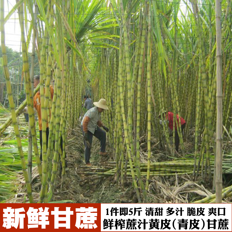 廣東特産新鮮農家自種黃皮糖甘蔗青皮水果根榨汁特甜-甘蔗5斤包郵在類目 水產肉類/新鮮蔬果/熟食, 新鮮水果, 其它中 - 來自Buy2taobao.com提供專業的淘寶代購服務