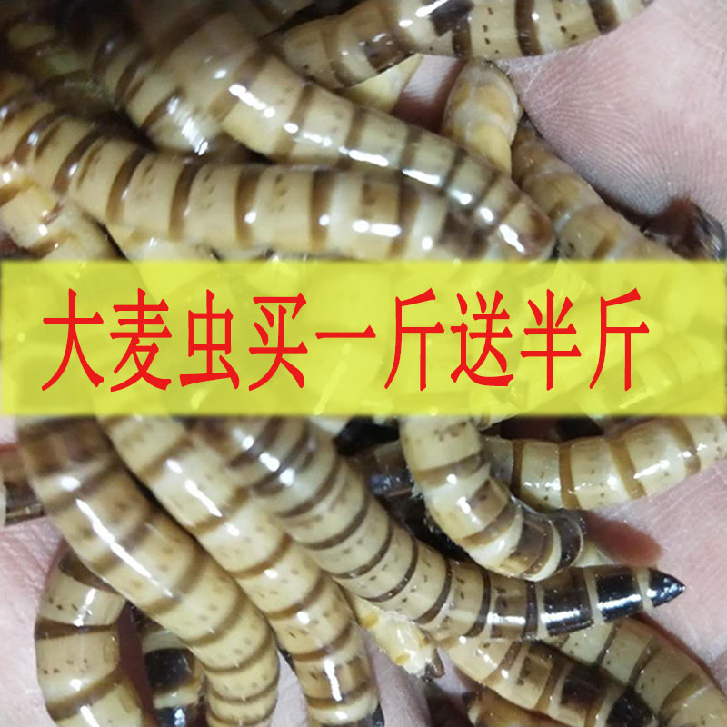 大麦虫活体乌龟蜥蜴画眉金龙鱼红龙鱼宠物饲料虫子大面包虫活虫在类目 宠物/宠物食品及用品, 爬虫/鸣虫及其用品, 爬虫/鸣虫食物中 - 来自Buy2taobao.com提供专业的淘宝代购服务