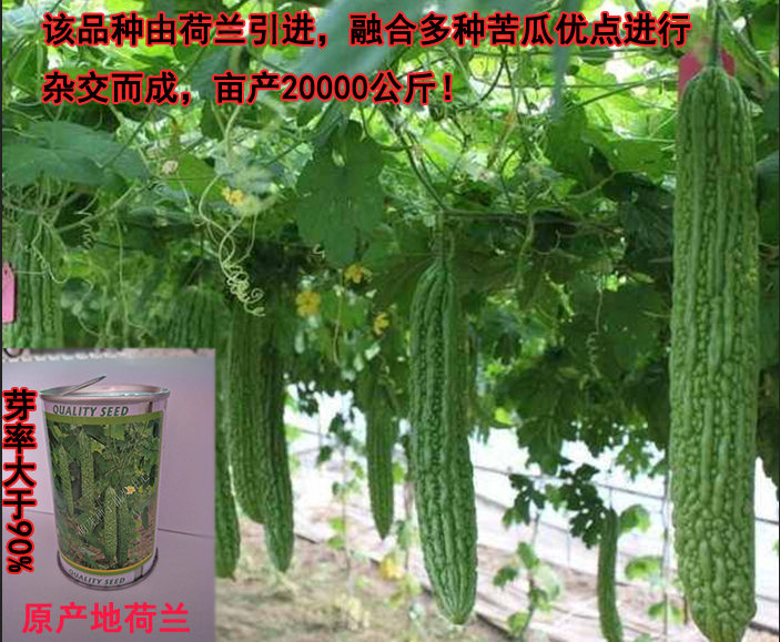 Netherlands Bitter seed Jade spring, summer, autumn and winter High yield Precocious Seedlings Four seasons Spring knot Green special Emeraldin the Agricultural goods , Seed/Seedlings , Vegetable Seeds category - from Buy2taobao.com to provide professional Taobao agent buy service