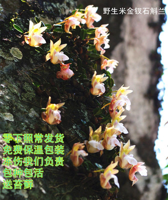 野生米金钗石斛兰花苗水陆缸造景盆景水培绿植物花卉盆栽菖蒲铁皮