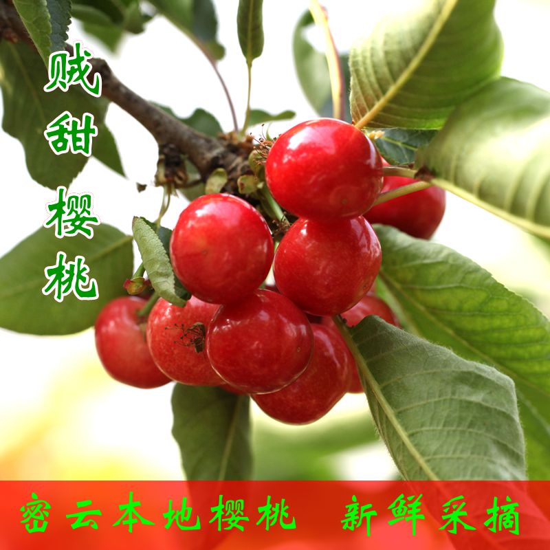 密云本地新鲜水果大红灯樱桃1斤装2斤包邮|msdalam kategori daging perikanan/Buah-buahan segar dan sayur-sayuran/dimasak, buah-buahan segar, ceri/ceri - dari Buy2taobao.com untuk memberikan perkhidmatan ejen Taobao profesional membeli