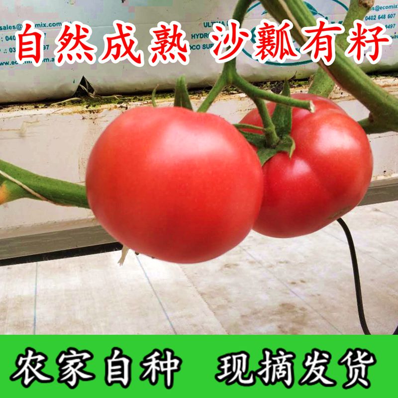 密云新鲜农家自种宝宝孕妇辅食西红柿新鲜蔬菜番茄自然熟|msdalam kategori daging perikanan/Buah-buahan segar dan sayur-sayuran/dimasak, sayur-sayuran segar/Vegetable Products, sayur-sayuran segar, lain - dari Buy2taobao.com untuk memberikan perkhidmatan ejen Taobao profesional membeli