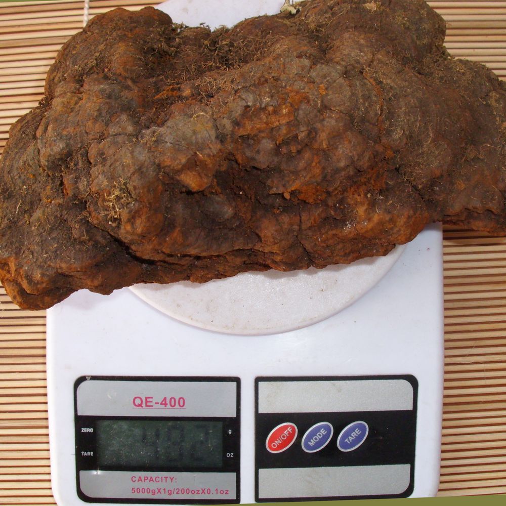 Northeast Pure natural wild Pine needle layer From Ganoderma lucidum Pruning Wild mushroom 500gin the Traditional nourishing food , Ganoderma , Pruning Ganoderma category - from Buy2taobao.com to provide professional Taobao agent buy service