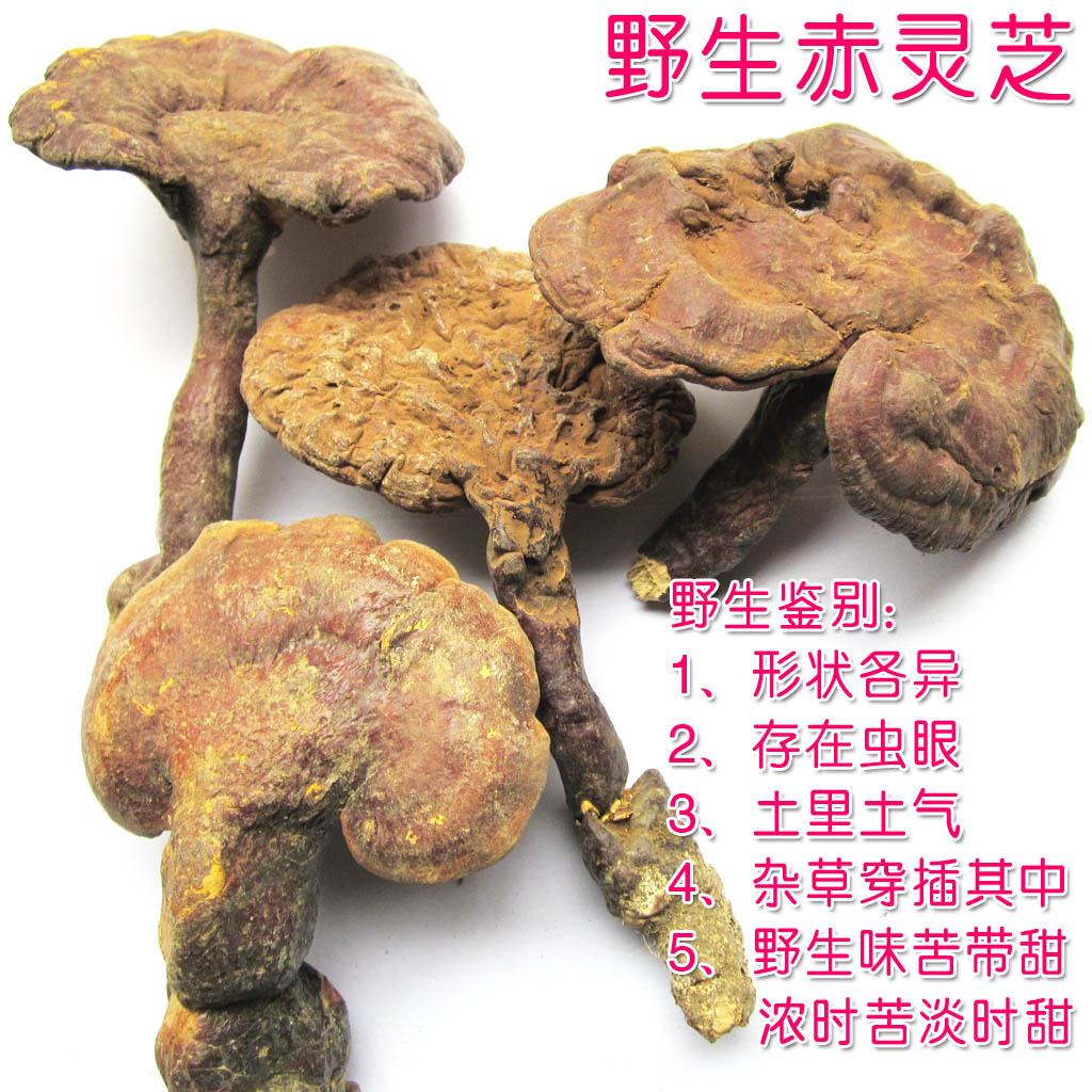 靈芝野生林芝野生靈芝純野生赤靈芝500克正宗實體店天然靈芝包郵在類目 傳統滋補營養品, 靈芝, 整枝靈芝中 - 來自Buy2taobao.com提供專業的淘寶代購服務
