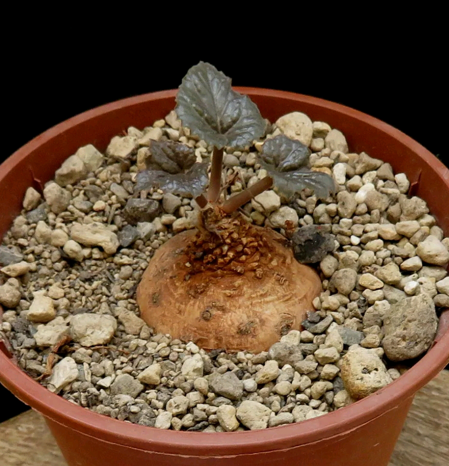 巴米妮娅硫桑 Dorstenia barminiana 块根多肉植物 随机发货在类目 鲜花速递/花卉仿真/绿植园艺, 花卉/绿植盆栽(新), 多肉植物中 - 来自Buy2taobao.com提供专业的淘宝代购服务