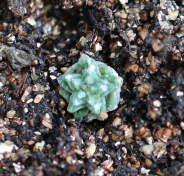 Five-star flower Five Star Dragon Aztekium Valdezii Random delivery Cactus Succulent plantsin the Flower delivery/Flowers simulation/Plants gardening , Flowers/Potted plants (New) , Succulents category - from Buy2taobao.com to provide professional Taobao agent buy service
