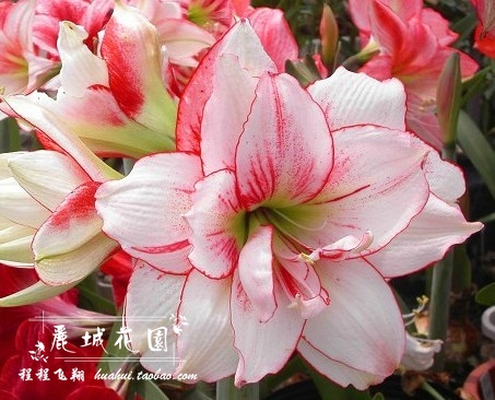 预订-11月底【精灵】荷兰进口朱顶红种球/多年生球根花卉G350在类目 鲜花速递/花卉仿真/绿植园艺, 花卉/蔬果/草坪种子(新), 种球中 - 来自Buy2taobao.com提供专业的淘宝代购服务