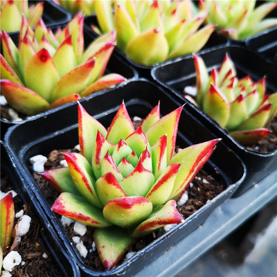 口红 魅惑之霄 多肉 多肉植物 7厘米盆  橙体口红  红边 满30包邮