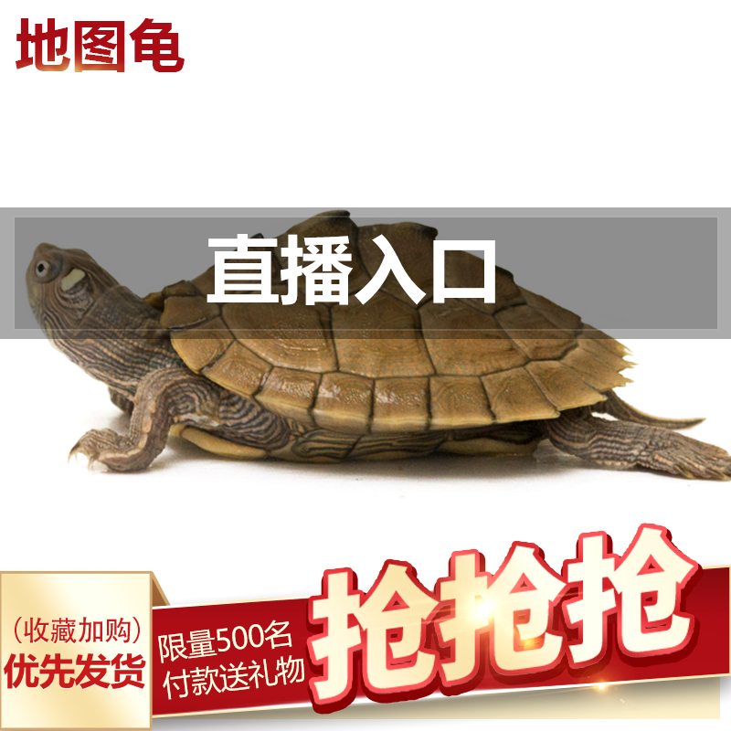 观赏活体宠物龟一对乌龟活物招财龟剃刀龟龟苗密西西比地图龟情侣|ruв категории животное/Животное питание и принадлежностей, аквариум мира, черепаха/черепаха - от Buy2taobao.com для оказания профессиональной услуги покупки агента Taobao