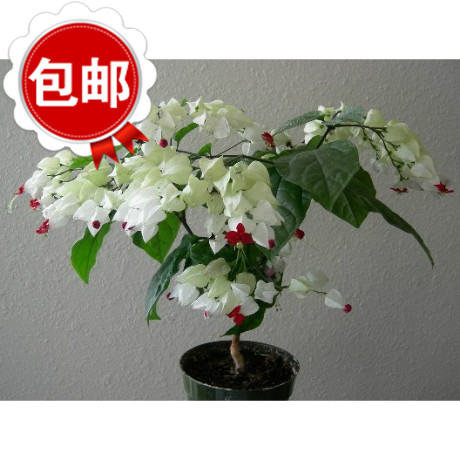 包邮) 攀援花卉 栽培容易的龙吐珠 白花和红花 一株两三分枝苗|msdalam kategori penghantaran bunga/bunga simulasi/tumbuhan berkebun, bunga/Tumbuh-tumbuhan tumbuh-tumbuhan pasu (baru), bunga - dari Buy2taobao.com untuk memberikan perkhidmatan ejen Taobao profesional membeli